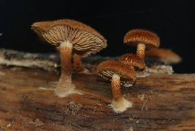 Altro ritrovamento 11.05.2010